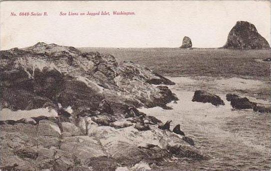 Washington Sea Lions On Jagged Islet