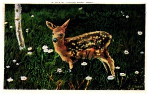 Deer Fawn