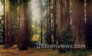 Fall Leaves - Redwood Highway, California CA  