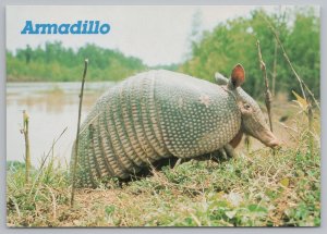 Animal~Armadillo~aka Texas Turkey~Featured In Armadillo Races~Continental PC 