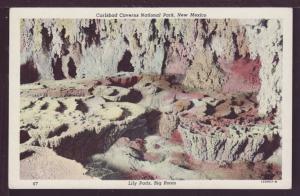 Lily Pads Carlsbad Caverns NM Post Card 3901