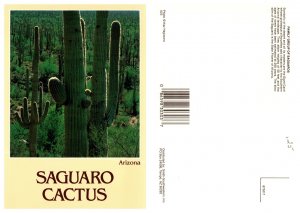 Saguaro Cactus, Arizona 7569