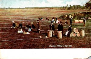 Massachusetts Cape Cod Cranberry Picking