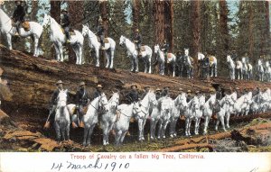 br105663 troop of cavalry on a fallen big tree california