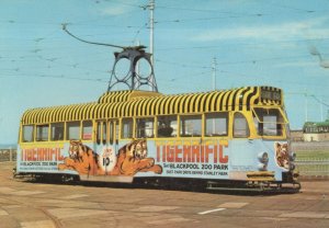 Blackpool Zoo Bus Tram Advertising Postcard