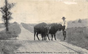 J59/ Sunfield Michigan Postcard c1910 Buffaloes Tamed Boyer Buffalo 335