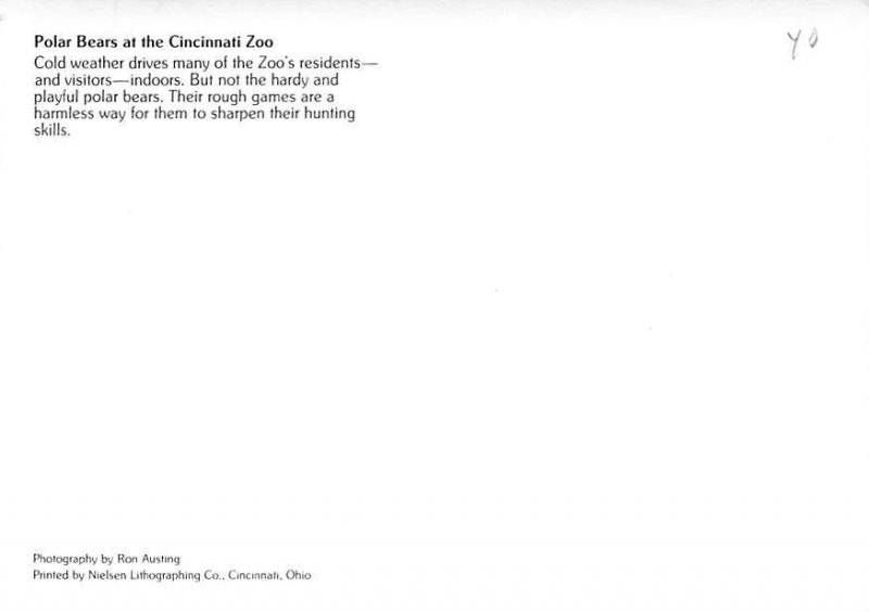 Polar Bears, Cincinnati Zoo 