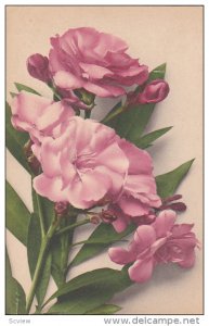 Pink Flowers, 00-10s