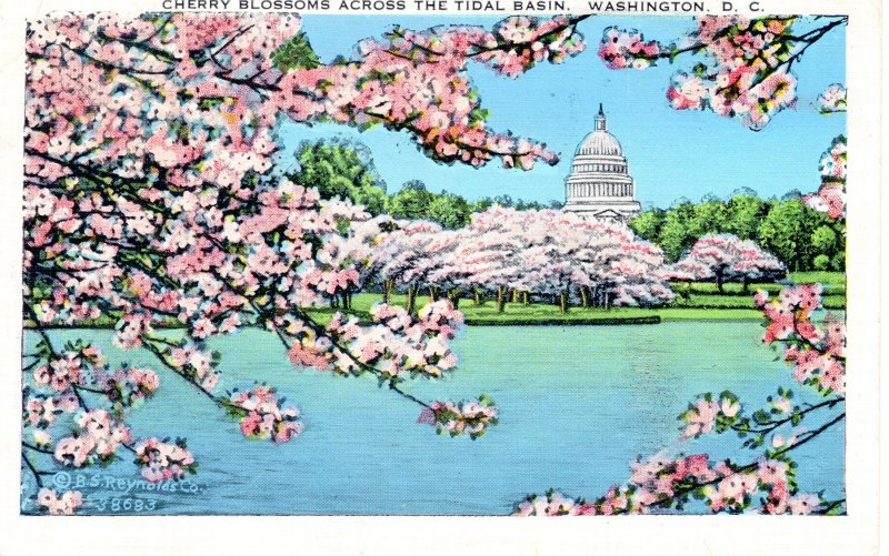 PC6670 CHERRY BLOSSOMS ACROSS THE TIDAL BASIN, WASHINGTON, DC