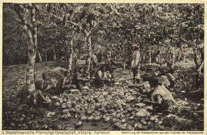 cameroon, West African Plantation Victoria, Harvest Cocoa Beans (1920s) Postcard