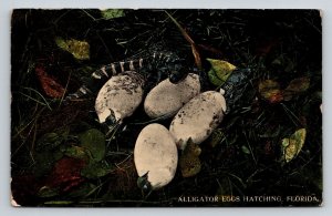1913 Alligator Eggs Hatching  Florida   Postcard