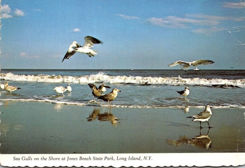 New York Long Island Jones Beach State Park Sea Gulls On The Shore