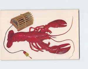 Postcard A Maine Lobster, Maine