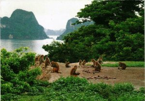 CPM AK A pack of monkeys on Deu island VIETNAM (716610)