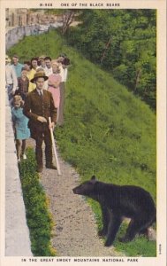 One Of The Black Bears In The Great Smoky Mountains National Park