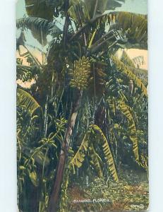 Divided-Back BOTANICAL SCENE Postmarked Dunedin Florida FL HJ7211