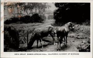 VINTAGE CALIFORNIA ACADEMY OF SCIENCES ORYX GROUP REAL PHOTO POSTCARD 17-90 