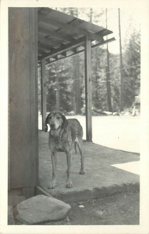 c1950 RPPC; Hound Dog German Shorthair Hunting Type on Porch, Salmon River ID