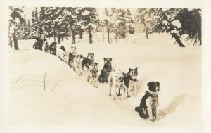 RP:  Dog Sled Team , Alaska , 1910s