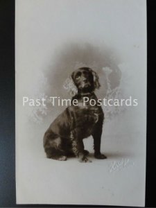 Old RP - Doggy Portrait - by HARDY Studios, Torquay