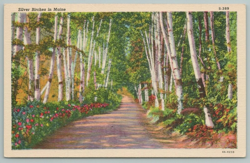 Maine~Scenic View~Silver Birches And Flowers Line Long Dirt Road~Linen PC