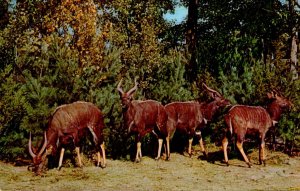 Nyala African Antelope Of Southeast Africa Catskill Game Farm Catskill New York