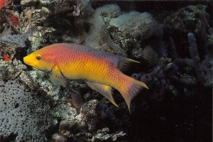 Adult Spanish Hogfish Mystic Marinelife Aquarium - Mystic, Connecticut CT