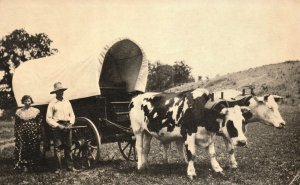 Vintage Postcard 1910's Ox Team of Port Rickabaugh of Sheridan Missouri Animals