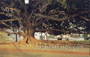 Moreton Bay Fig Tree - Santa Barbara, CA