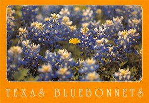 Bluebonnet Field, State Flower Of Texas  