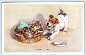 MABEL GEAR Artist Signed KITTEN & FOX TERRIER Puppy Dog Show A Leg  Postcard