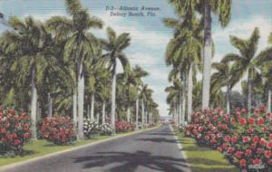 Florida Delray Beach Palm Lined Atlantic Avenue 1950 Curteich