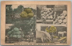 EXAGGERATED FARMING ANTIQUE 1911 POSTCARD