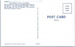 INDIO,  CA  California   DATE HARVEST   Date Palms   c1950s CADILLAC    Postcard