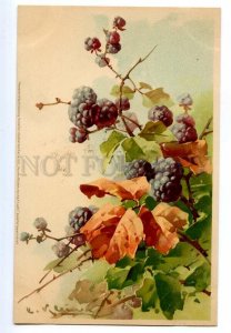 497563 Catherine KLEIN Sweet Blackberry Vintage postcard Meissner #1331