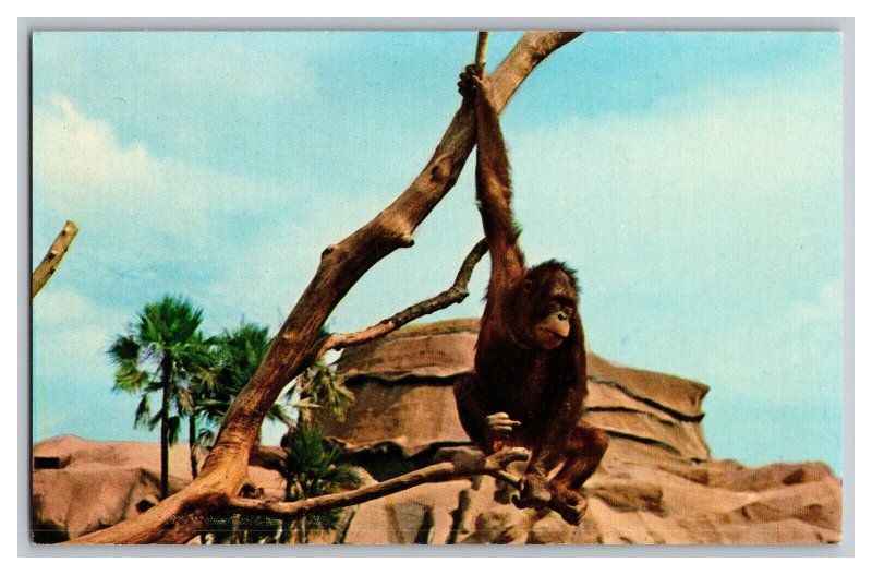 Postcard FL Orangutan Busch Gardens Tampa Florida Vintage Standard View Card 