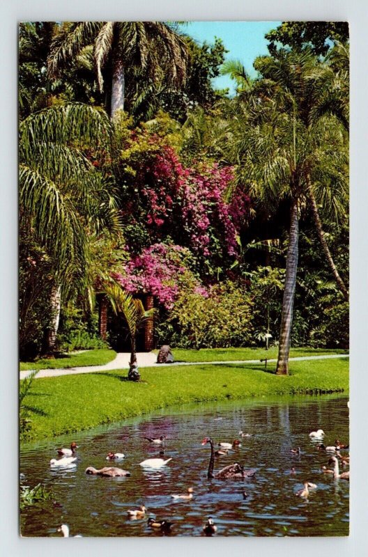 Water Fowl Sarasota Jungle Gardens Florida Palms Animals Birds Vintage Postcard 