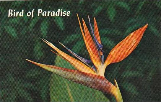 Hawaii Honolulu Bird Of Paradise
