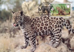 Belize Jaguar CCCP Soviet WWF Stamp First Day Cover Postcard
