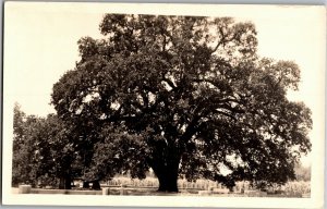 RPPC Hooker Oak Tree Chico CA Real Photo Vintage Postcard T12