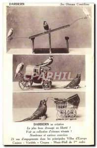 Old Postcard Birds Darben His birds comedians Parakeets