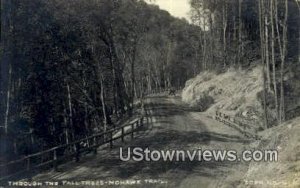 Real Photo, Tall Trees in Mohawk Trail, Maine