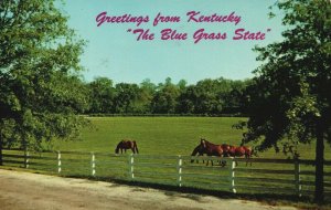 USA Blue Grass Horse Farm Kentucky Chrome Postcard 03.89