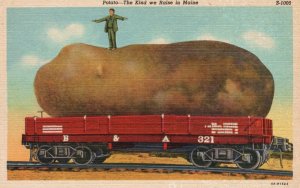 Vintage Postcard 1930's Potato The Kind We Raise In Maine Augusta News Company