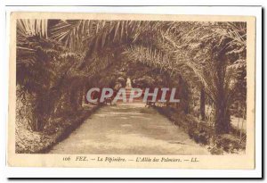 Morocco Old Postcard The nursery L & # 39allee palms