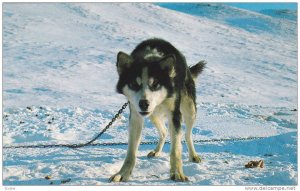 Husky Dog  , Canada , 1950-60s
