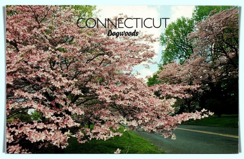 Connecticut - Dogwood Trees - [CT-250]
