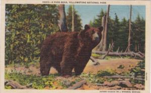 A Park Bear Yellowstone National Park Curteich