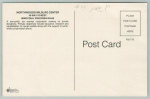 Minocqua Wisconsin~Northwoods Wildlife Center~Standard Chrome Postcard