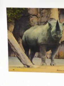 Postcard Rhinoceros Detroit Zoological Park Michigan Unposted Linen Hand Colored
